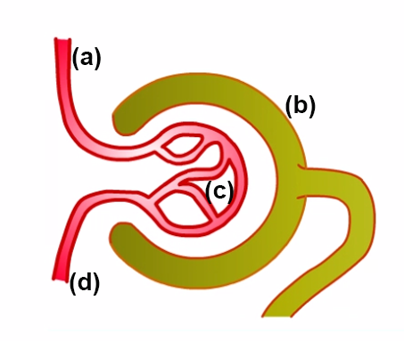 kidney